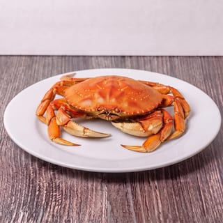 Dungeness Crab x1